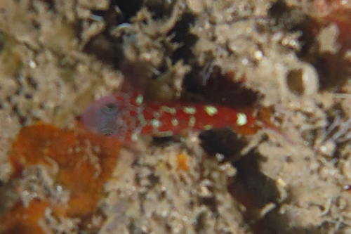 Trimma naudei
