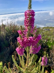 Erica abietina constantiana