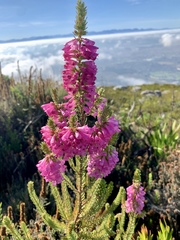 Erica abietina constantiana
