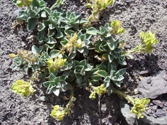 Menonvillea spathulata