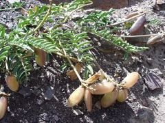 Astragalus cruckshanksii