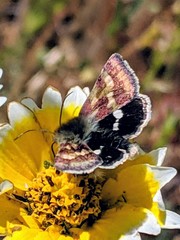 Heliothodes diminutiva