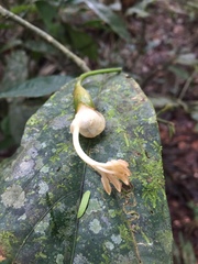 Matisia oblongifolia