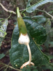 Matisia oblongifolia