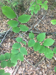 Cladrastis kentukea