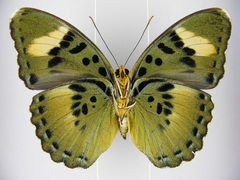 Euphaedra ravola