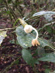 Matisia oblongifolia
