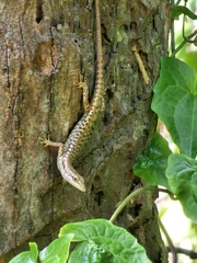 Black-Bordered Emo Skink photo 2