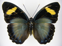 Euphaedra ravola
