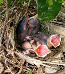 Cardinalis cardinalis