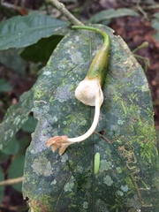 Matisia oblongifolia