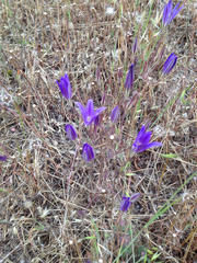 Brodiaea