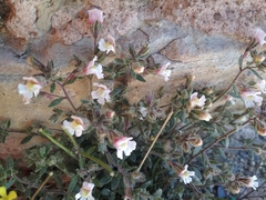 Chaenorhinum