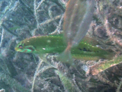 Novaculoides macrolepidotus