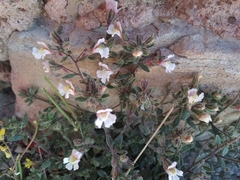 Chaenorhinum