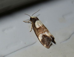 Thallarcha phalarota