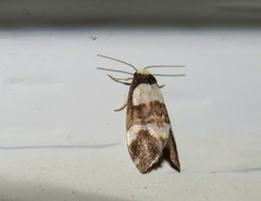 Thallarcha phalarota