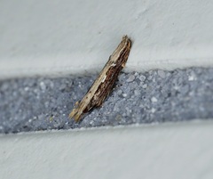 Hypatima spathota