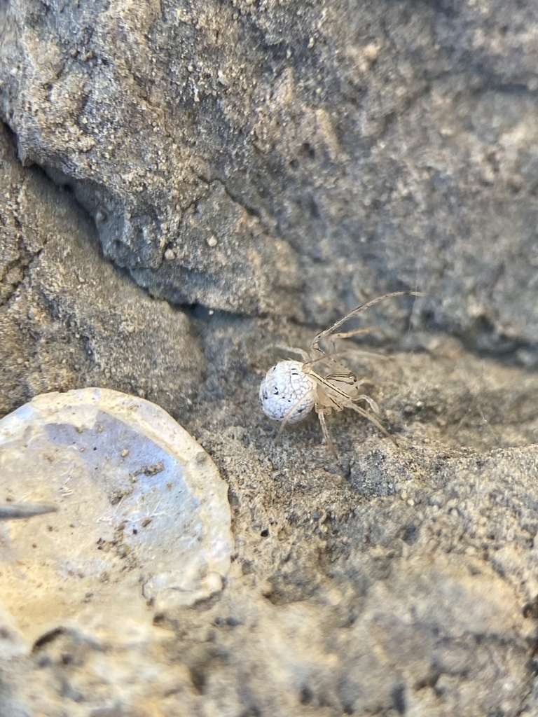 Pirate Spider