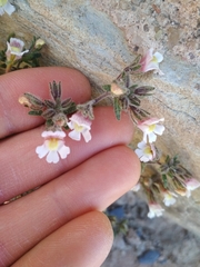 Chaenorhinum