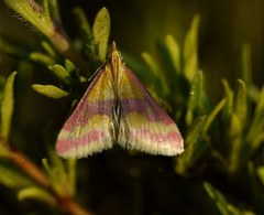 Pyrausta sanguinalis