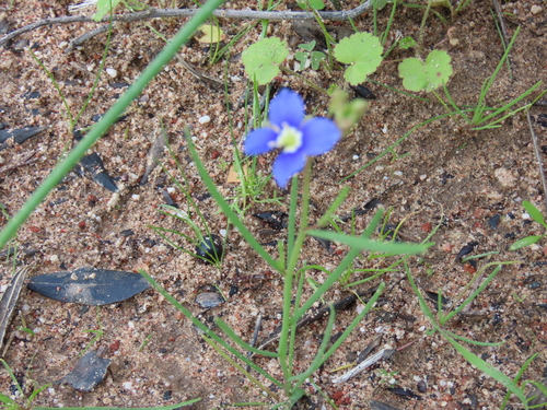 Image of Heliophila coronopifolia by (c) Adele SL, some rights reserved (CC BY)