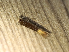 Labdia citracma