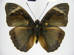 Euphaedra disjuncta disjuncta