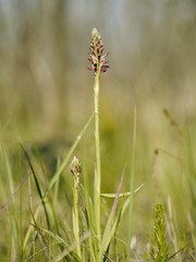 Anacamptis coriophora