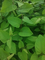 Reynoutria × bohemica