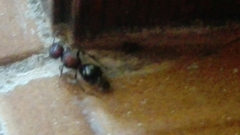 Sigilla dorsata
