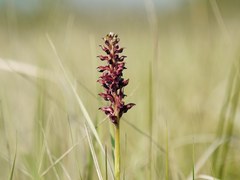 Anacamptis coriophora