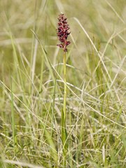 Anacamptis coriophora