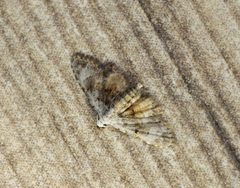 Araeopteron amoena