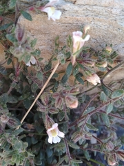 Chaenorhinum