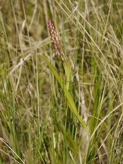 Dactylorhiza incarnata