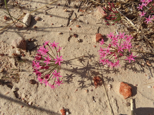 Hessea breviflora