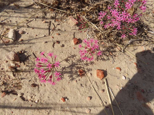 Image of Hessea breviflora by (c) Adele SL, some rights reserved (CC BY)