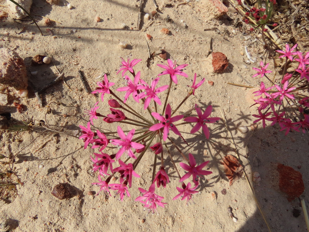 Hessea breviflora, Clanwilliam, 8135, South Africa