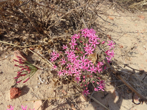 Hessea breviflora