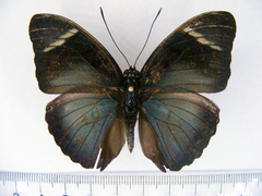 Euphaedra disjuncta disjuncta
