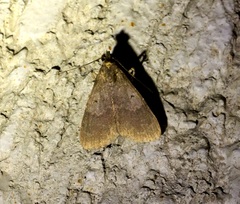 Hydrillodes abavalis