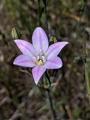Triteleia peduncularis
