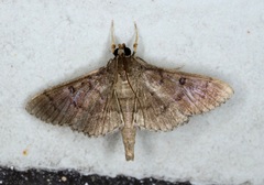 Coptobasis