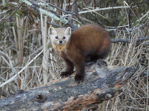 American Marten, photo 5 of 10