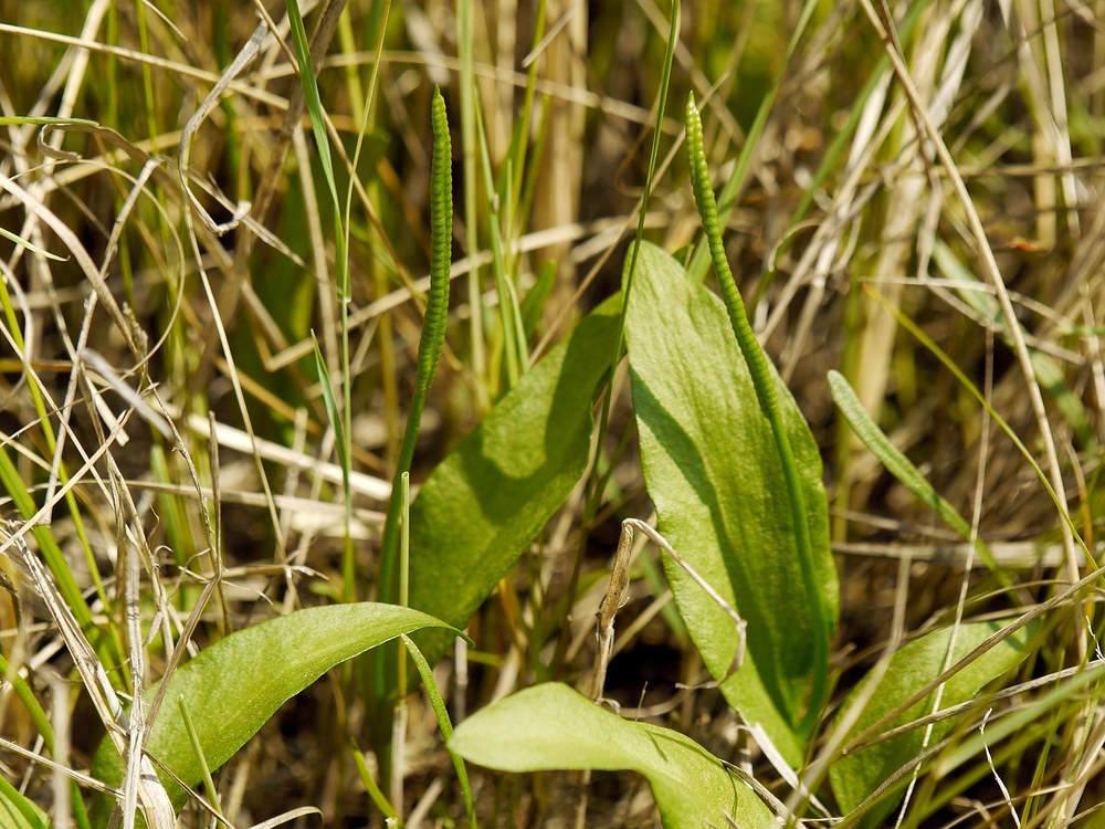 Ophioglossum vulgatum image