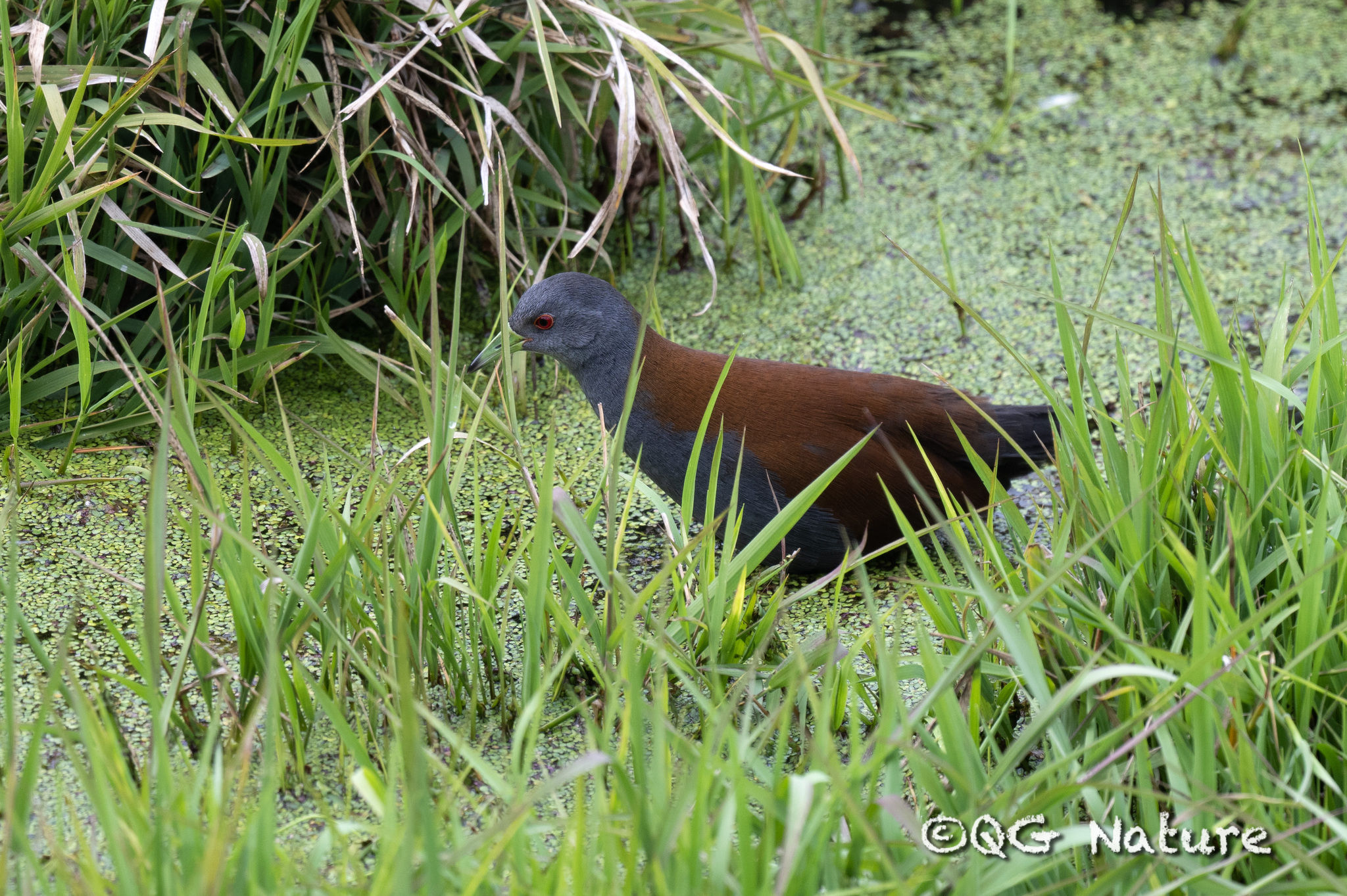 Black-tailed Crake