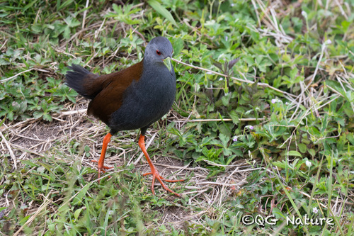 Black-tailed Crake (Zapornia bicolor), photo 6