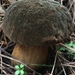 Dusky Bolete - Photo (c) amyruegg, some rights reserved (CC BY-NC)
