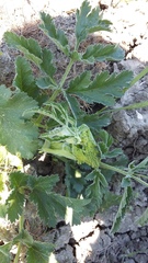 Pastinaca clausii